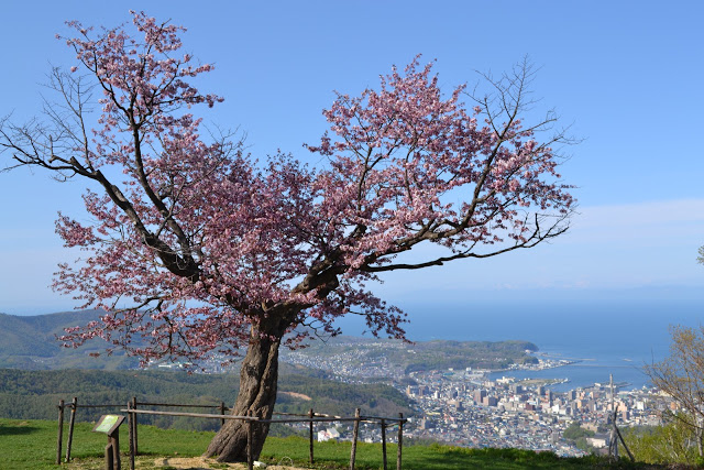 Tengu cherry blossom